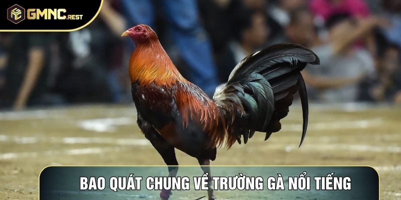Bao quát chung về trường gà nổi tiếng