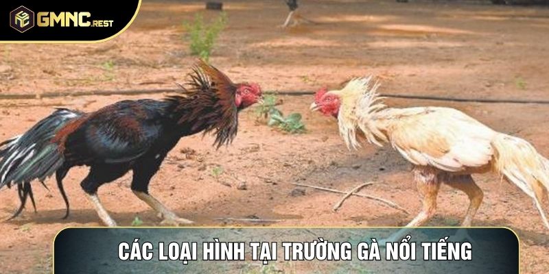 Các loại hình tại trường gà nổi tiếng