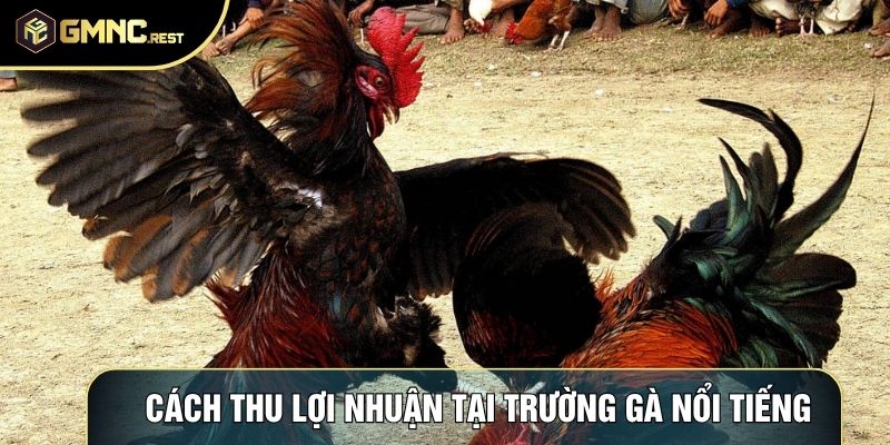 Cách thu lợi nhuận tại trường gà nổi tiếng