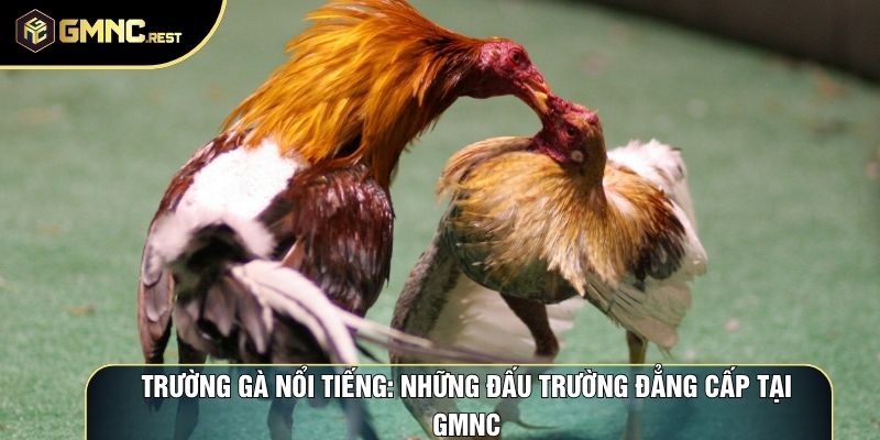 Trường Gà Nổi Tiếng: Những Đấu Trường Đẳng Cấp Tại GMNC